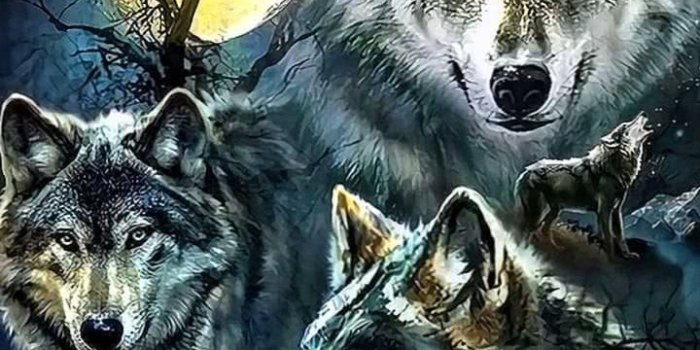 720x1280 Wolf Wallpapers iPhone 4 - Wolf-Wallpapers.pro