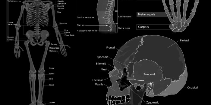 1280x1024 skulls science medicine anatomy grayscale bones 1280x1024 wallpaper – Art  Monochrome HD Desktop Wallpaper
