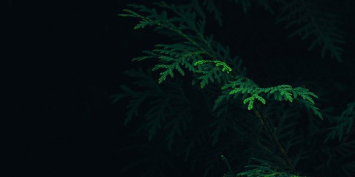 750x1334 Dark Green Nature Wallpapers - Top Free Dark Green Nature Backgrounds -  WallpaperAccess