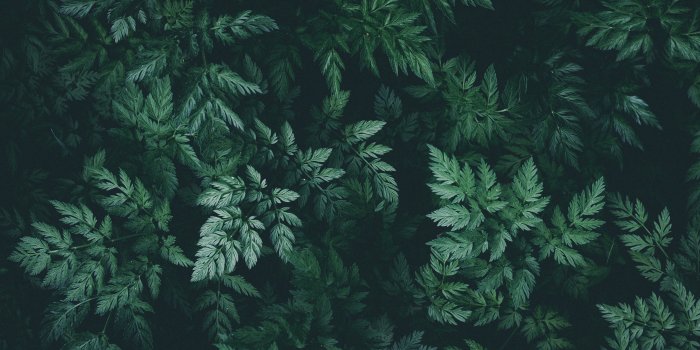6016x4000 Dark Green Leaves Desktop Wallpapers - Top Free Dark Green Leaves Desktop  Backgrounds - WallpaperAccess