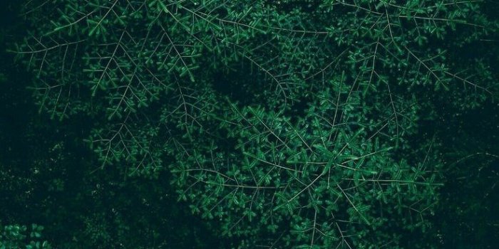 736x1308 Aesthetic Dark Green Wallpaper - Largest Wallpaper Portal