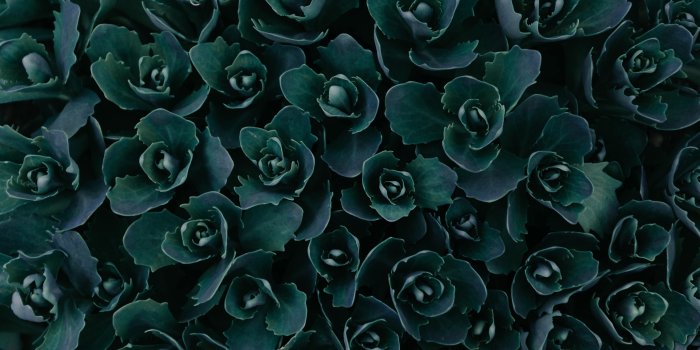 3840x2160 Wallpaper 4k Dark Green Plants Abstract 5k Wallpaper