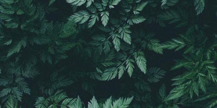 736x1308 iPhone Wallpapers for iPhone 12, iPhone 11, iPhone X, iPhone XR, iPhone 8  Plus High Qual… in 2021 | Green nature wallpaper, Nature desktop wallpaper,  Iphone wallpaper green