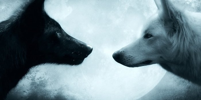 1280x1024 Two black and white wolves wallpaper, wolf, couple, animal, animal themes  wallpaper • Wallpaper For You HD Wallpaper For Desktop & Mobile