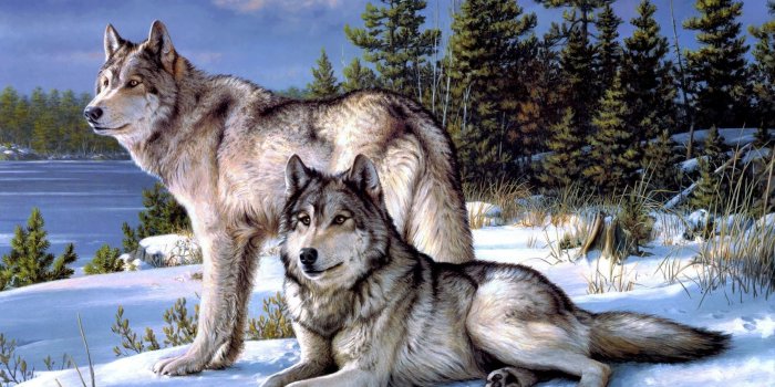 2560x1440 Desktop Wolves Wallpaper - EnWallpaper