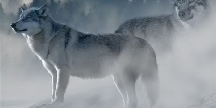 750x1334 Wolf wolves predators iPhone 8 Wallpapers Free Download