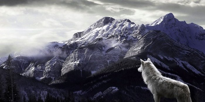 1883x1176 Wolves Wallpapers Desktop - Wolf-Wallpapers.pro