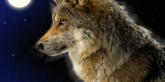 1600x1200 Wolf Wallpapers - Animal Spot