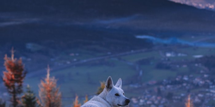 1000x1500 Wolf Wallpapers: Free HD Download [500+ HQ] | Unsplash