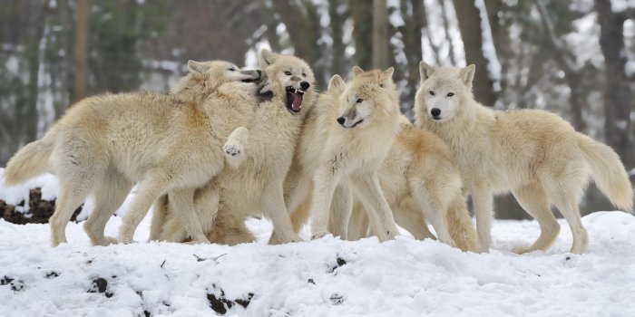 3600x2395 Wolves Wallpapers and HD Backgrounds free download on PicGaGa