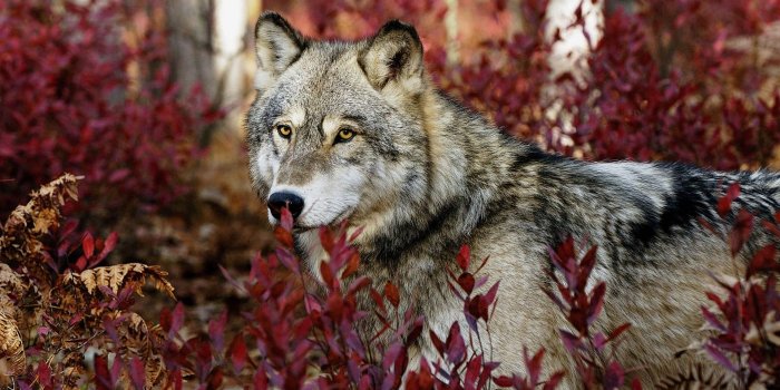 1920x1080 29+ Wolf Backgrounds, Wallpapers, Images | Design Trends - Premium PSD,  Vector Downloads