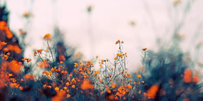 1920x1108 Aesthetic Spring Laptop Wallpapers