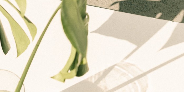 1000x1500 750+ Green Aesthetic Pictures | Download Free Images on Unsplash