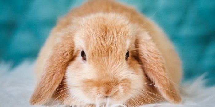 1000x1500 Bunny Pictures [HQ] | Download Free Images on Unsplash