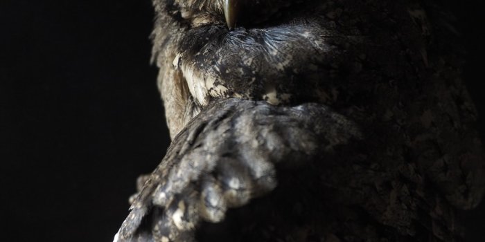 1000x1333 Owl Wallpapers: Free HD Download [500+ HQ] | Unsplash