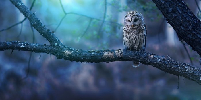 1920x1200 Owl Wallpapers • TrumpWallpapers