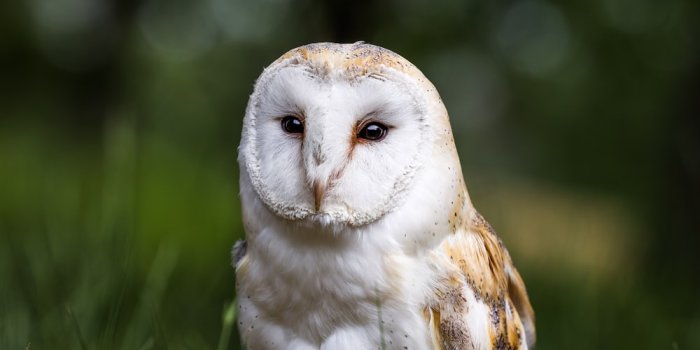 1000x1503 Owl Wallpapers: Free HD Download [500+ HQ] | Unsplash