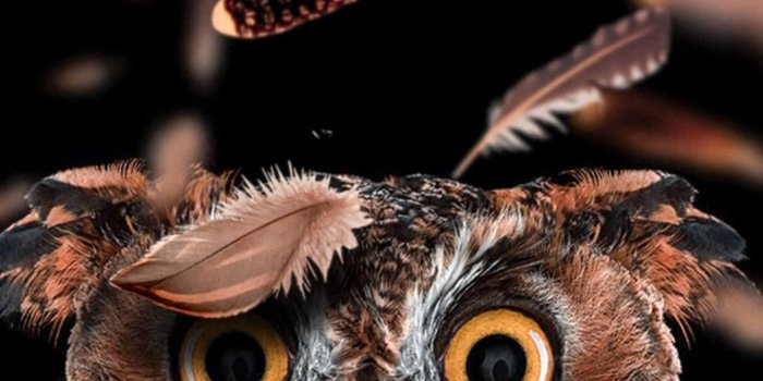 1440x2560 Owl Wallpaper - EnWallpaper