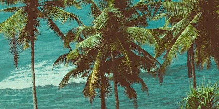 852x1608 Aesthetic Tropical Wallpapers - Top Free Aesthetic Tropical Backgrounds -  WallpaperAccess
