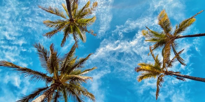 1000x1333 Tropical Wallpapers: Free HD Download [500+ HQ] | Unsplash