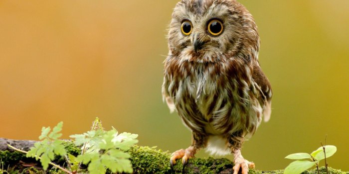 1920x1080 Owl Wallpapers