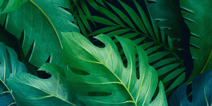 2410x5218 Tropical Leaves Wallpaper - Wallpapers For Tech - Nature Wallpaper