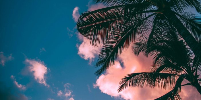 1707x2560 Tropical wallpapers • Wallpaper For You HD Wallpaper For Desktop & Mobile