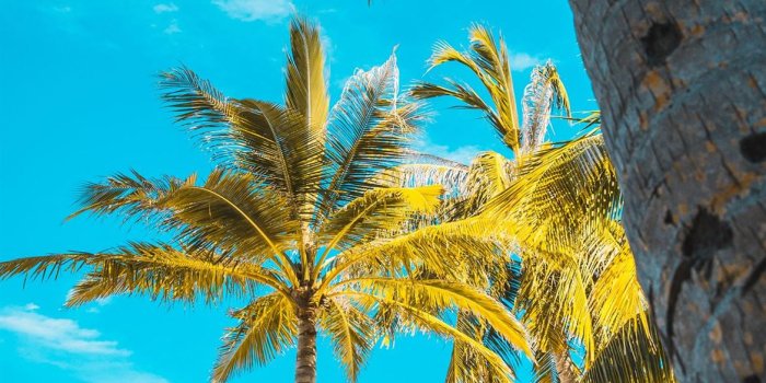 1170x2532 Best Tropical iPhone 12 HD Wallpapers - iLikeWallpaper