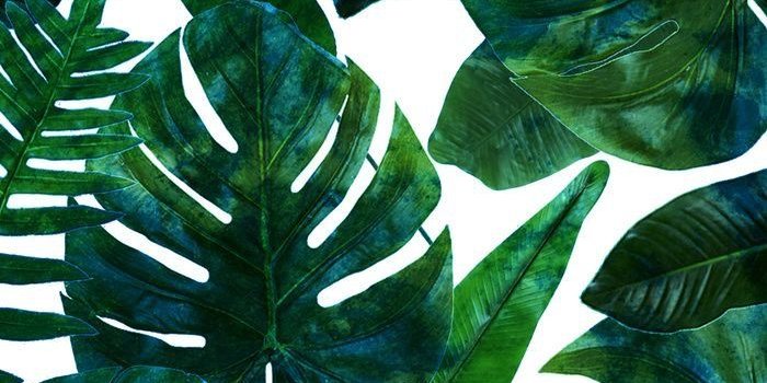 700x1149 Evelyne Perret on w a l l p a p e r s | Tropical wallpaper, Tropical,  Prints