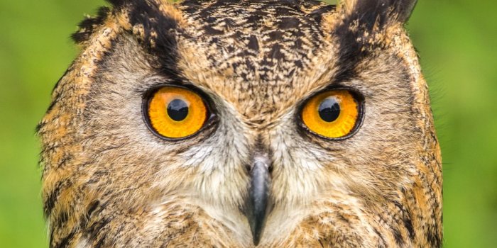 1000x1000 Owl Wallpapers: Free HD Download [500+ HQ] | Unsplash