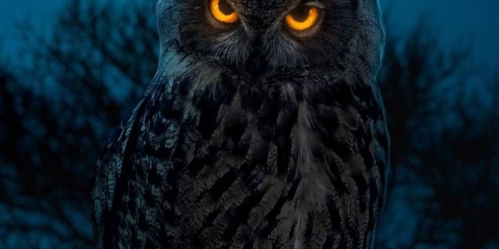 720x1280 iPhone Wallpapers for iPhone 12, iPhone 11, iPhone X, iPhone XR, iPhone 8  Plus High Quality Wallpapers, iPad Bac… | Owl wallpaper, Owl wallpaper  iphone, Owl artwork