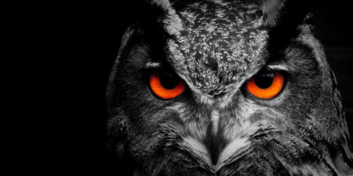 3554x1999 Scary Owl Wallpapers - Top Free Scary Owl Backgrounds - WallpaperAccess