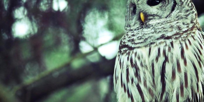 1280x960 Owl Wallpapers Desktop Background