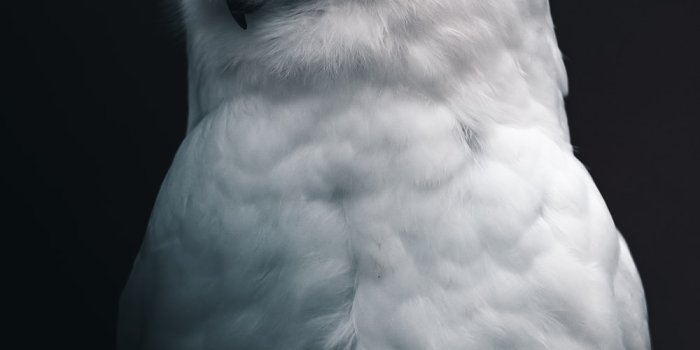 1000x1500 500+ Snowy Owl Pictures | Download Free Images on Unsplash