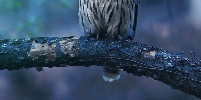 736x1309 Owl wallpaper | Owl wallpaper, Iphone lockscreen wallpaper, Owl wallpaper  iphone