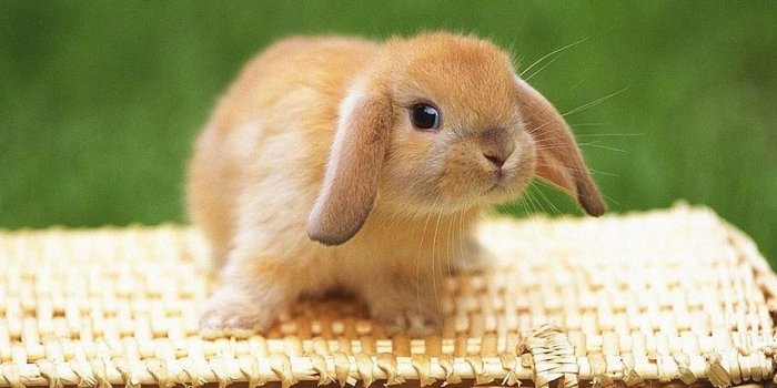 1920x1200 Bunny wallpaper | 1920x1200 | #45843