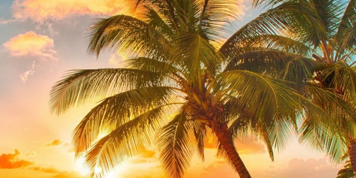 2048x2048 HD Tropical Wallpapers - 4k, HD Tropical Backgrounds on WallpaperBat