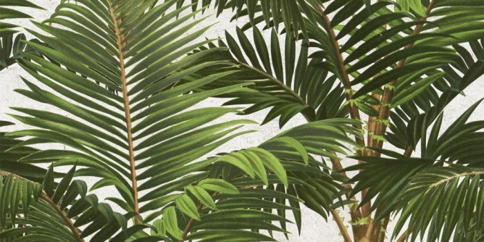 1000x1000 Jardin Tropical Wallpaper by MINDTHEGAP | Do Shop