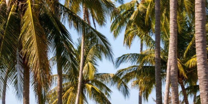 768x1365 tropical wallpaper 24 - 1080x1920 pixel - WallpaperPass