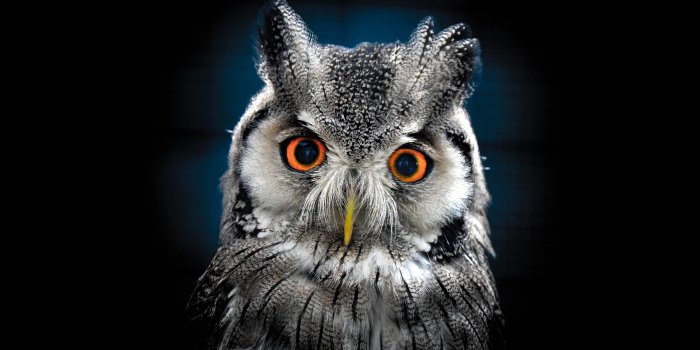 3840x2400 Owl Wallpaper Best Wallpaper Hd For Desktop : Wallpapers13.com