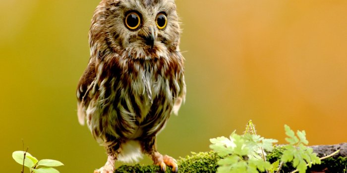 1920x1200 Owl wallpaper | 1920x1200 | #58867