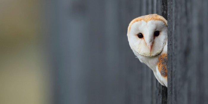 2048x1385 70+ Owl Wallpaper Pictures