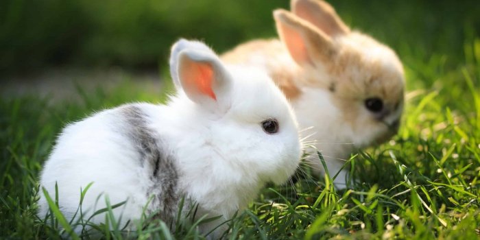 2560x1440 Pretty Bunny Wallpaper | HD Wallpapers