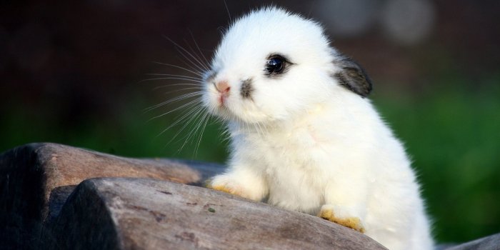 1920x1080 Bunny Wallpapers Desktop Background