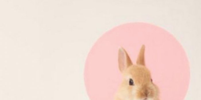 704x1274 ✓ Wallpaper Cute Bunny iPhone Wallpapers #Photo #sky #wallpaper | Bunny  wallpaper, Rabbit wallpaper, Pink rabbit wallpaper