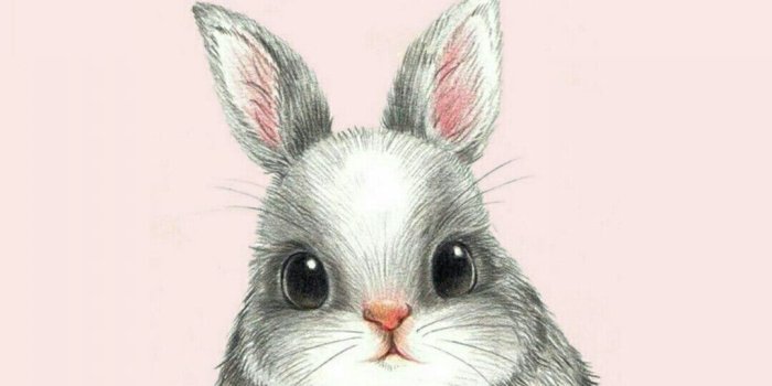 1080x1920 HD Rabbit Wallpaper - EnWallpaper