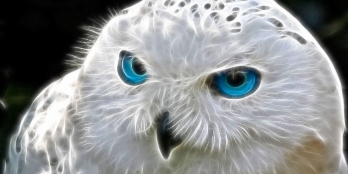 2560x1600 Glowing White Owl Wallpaper UHD | Cool Owls