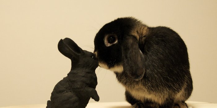 2560x1600 Black bunny wallpaper - Animal wallpapers - #43444