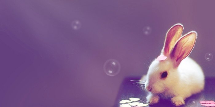 1440x900 Cute Bunny Wallpaper 41760 1440x900px