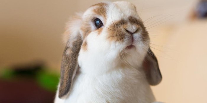 1024x768 Rabbit & Bunny wallpapers 1024x768 desktop backgrounds